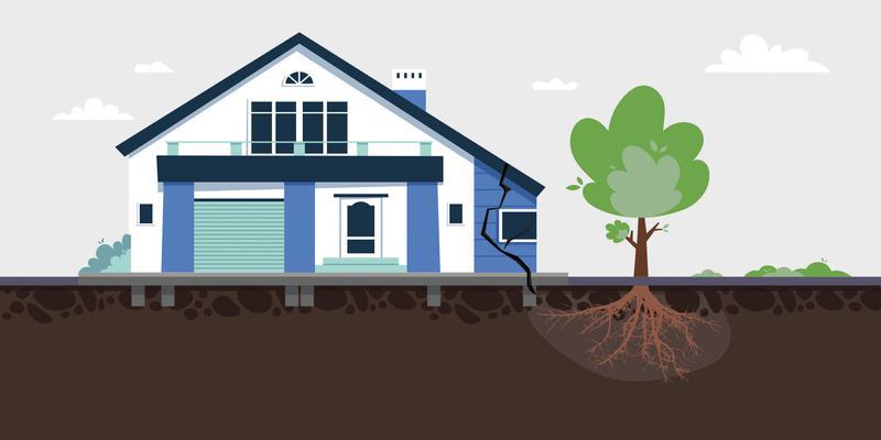 Влияние корней деревьев на просадку фундамента